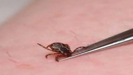 Kene Kaynaklı Hastalıklar Nelerdir?